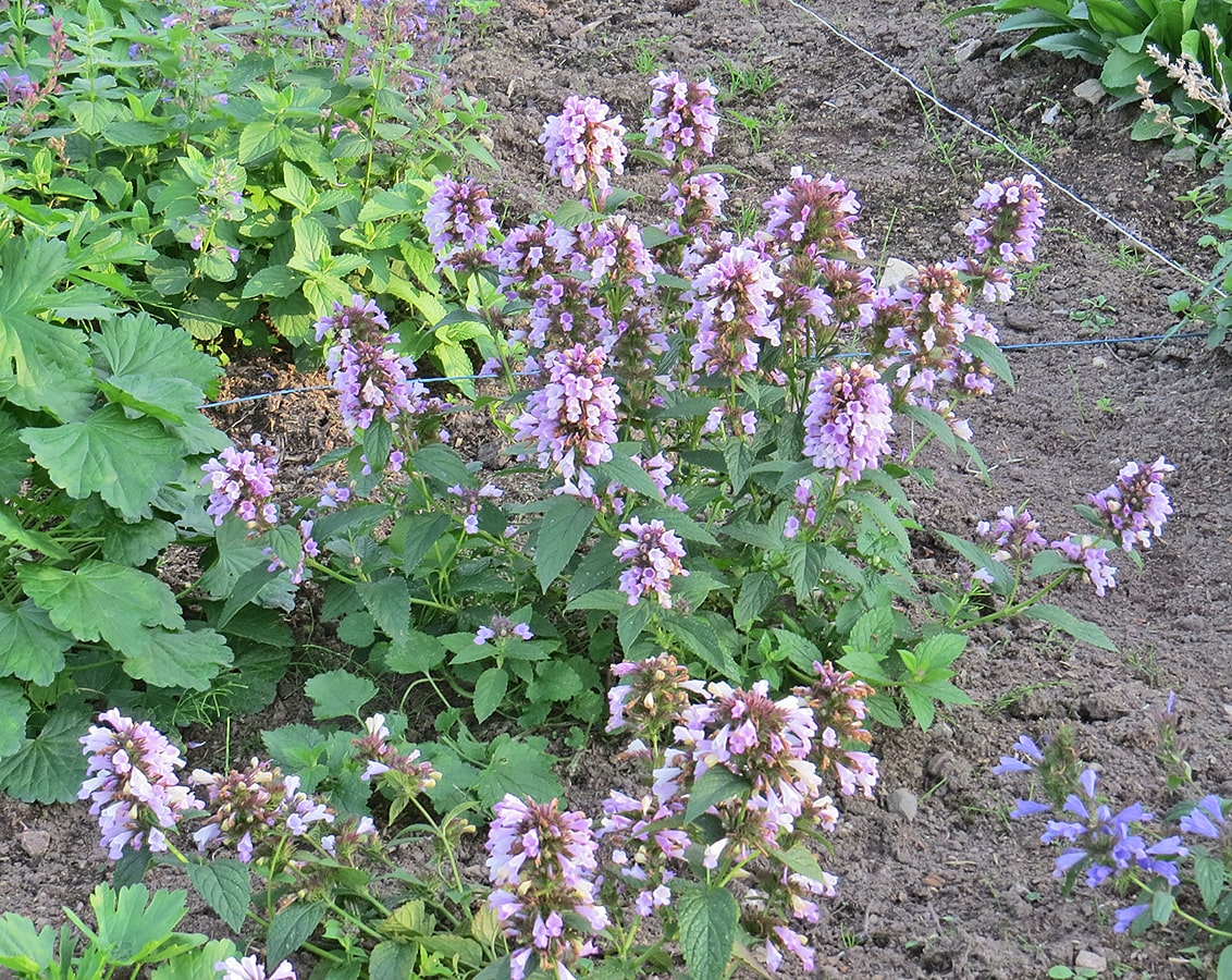 Image of Nepeta subsessilis specimen.