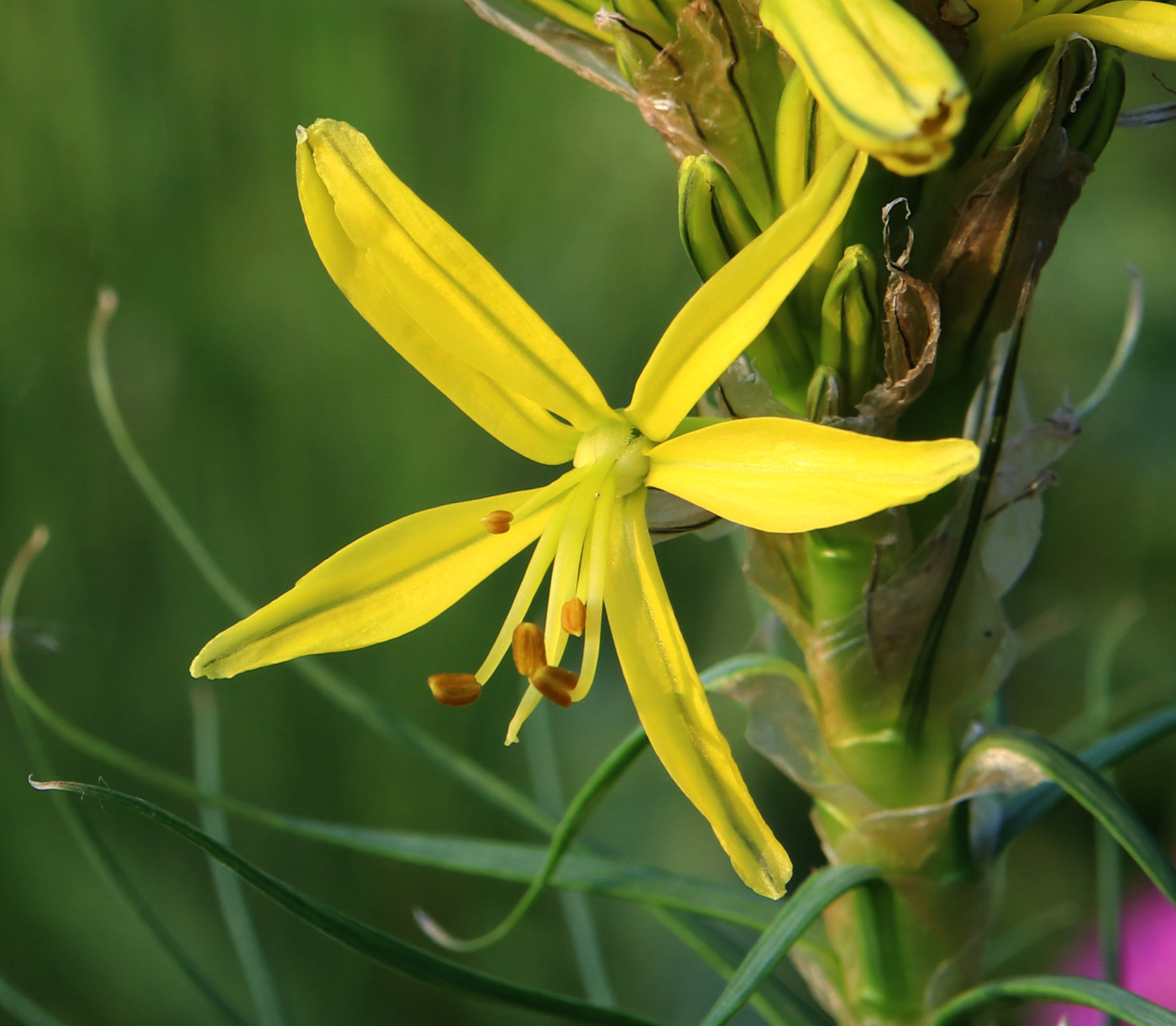 Image of Asphodeline lutea specimen.
