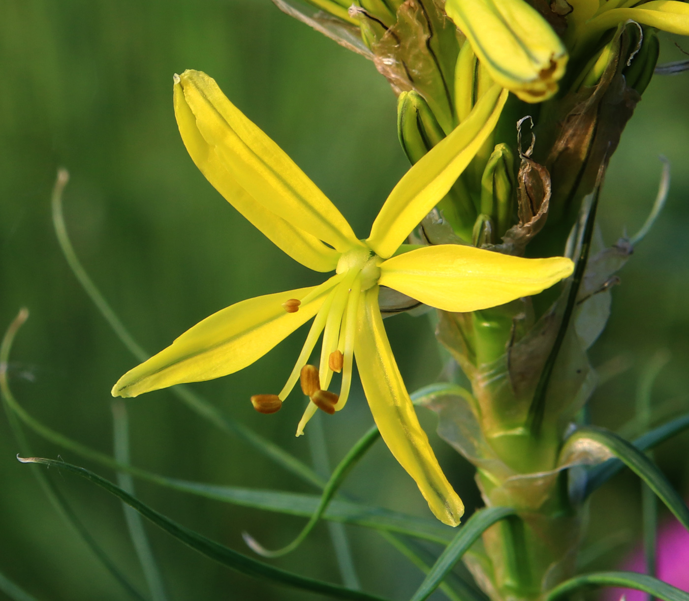 Изображение особи Asphodeline lutea.