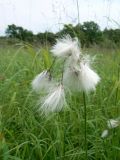 Eriophorum komarovii