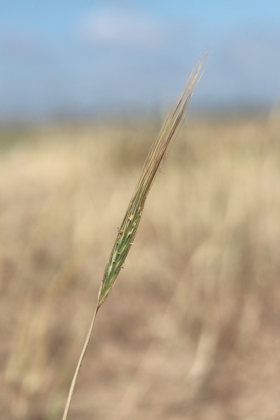 Image of Secale sylvestre specimen.