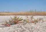 Salicornia perennans