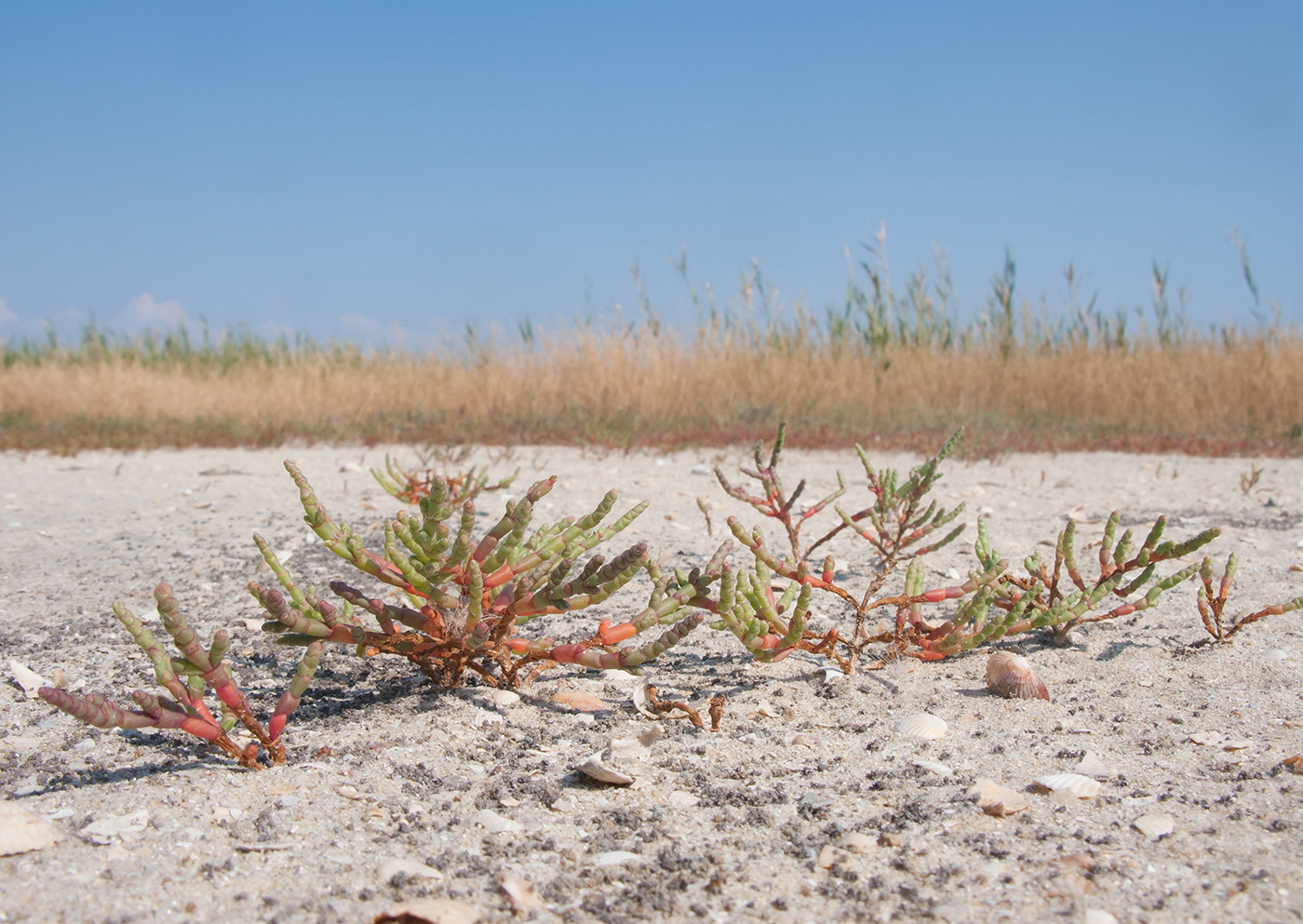 Image of Salicornia perennans specimen.