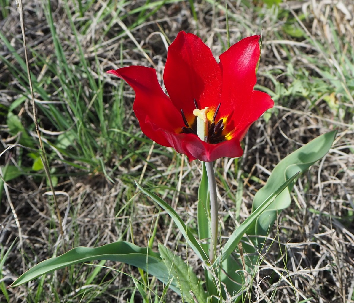 Image of Tulipa suaveolens specimen.