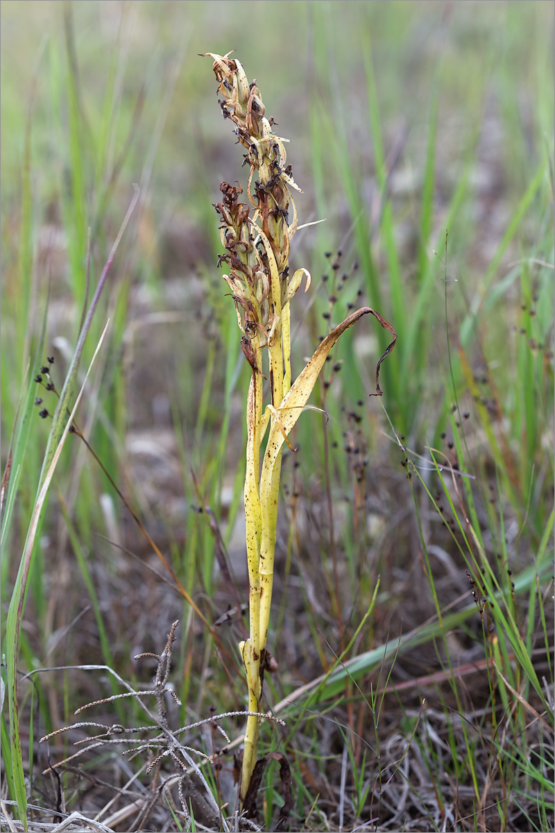 Image of Dactylorhiza incarnata specimen.
