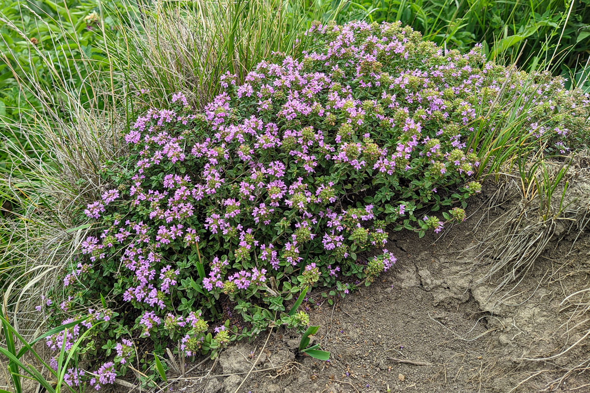 Изображение особи Thymus caucasicus.