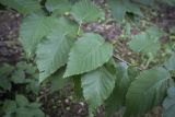 Betula alleghaniensis