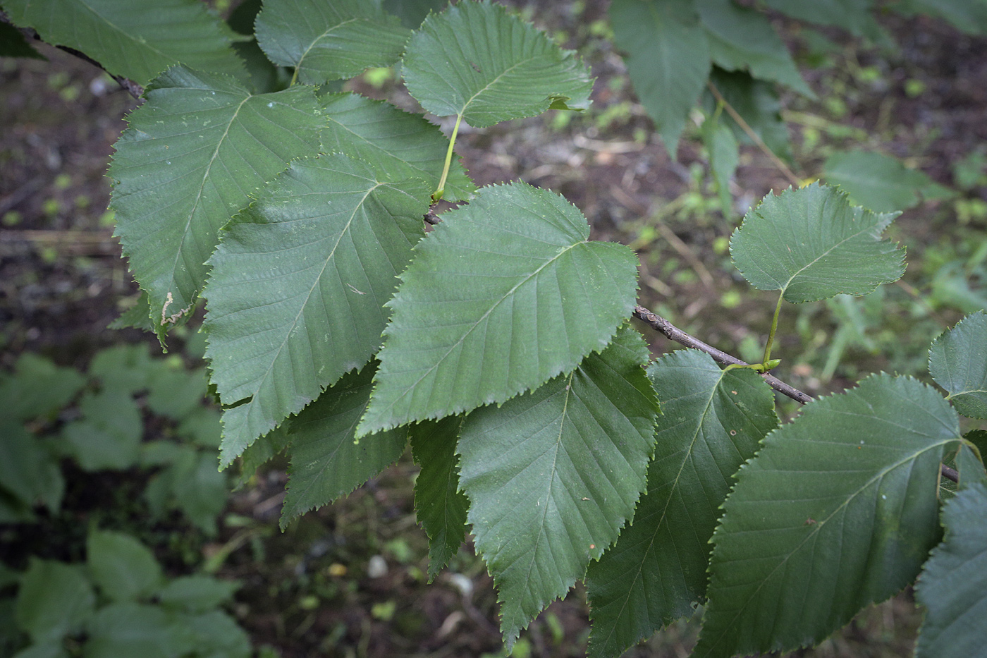 Image of Betula alleghaniensis specimen.