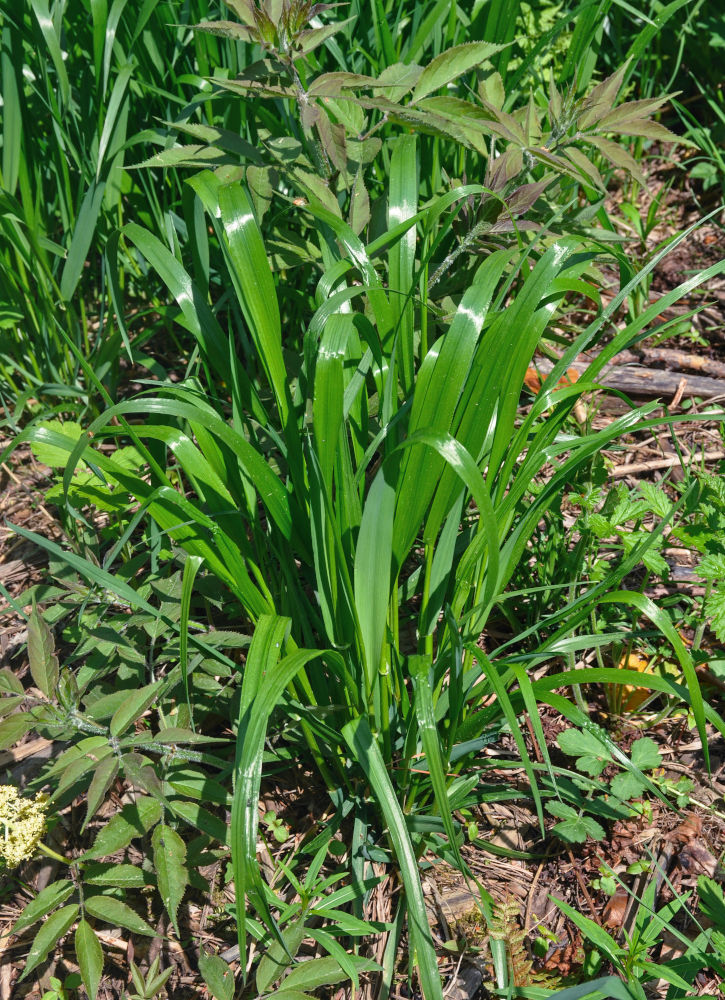 Image of Festuca gigantea specimen.