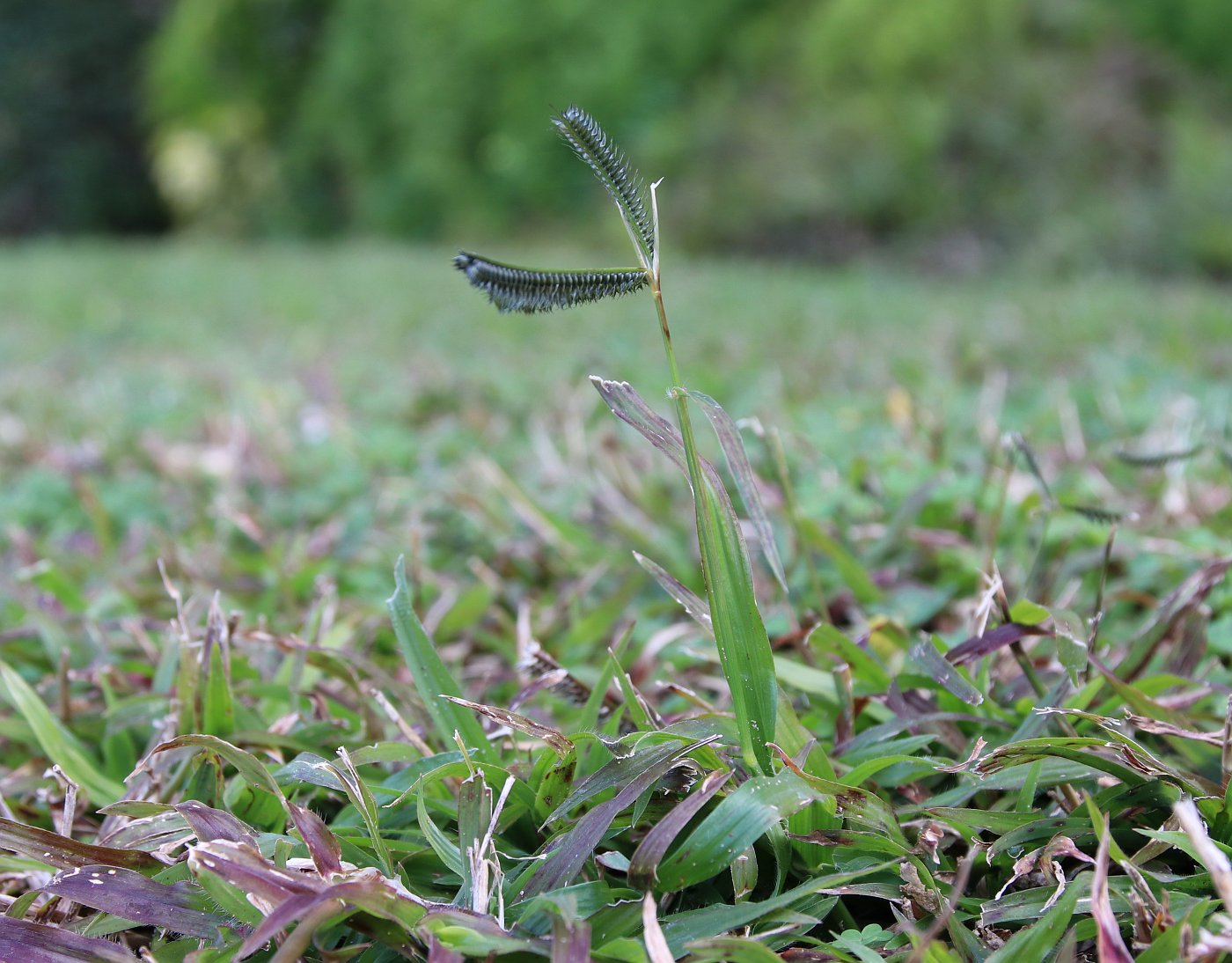 Изображение особи Dactyloctenium aegyptium.