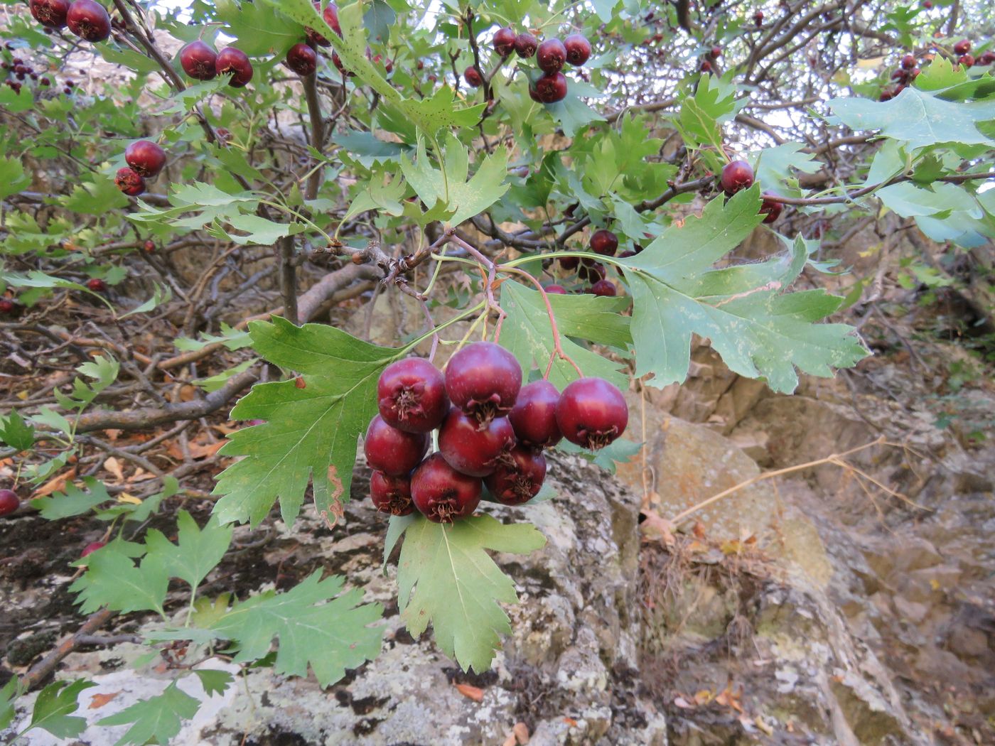 Image of Crataegus songarica specimen.