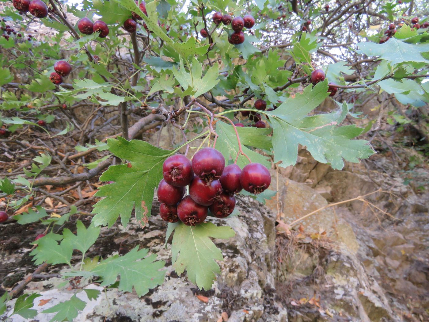 Изображение особи Crataegus songarica.