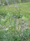 Artemisia splendens