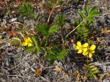 Potentilla anserina ssp. groenlandica