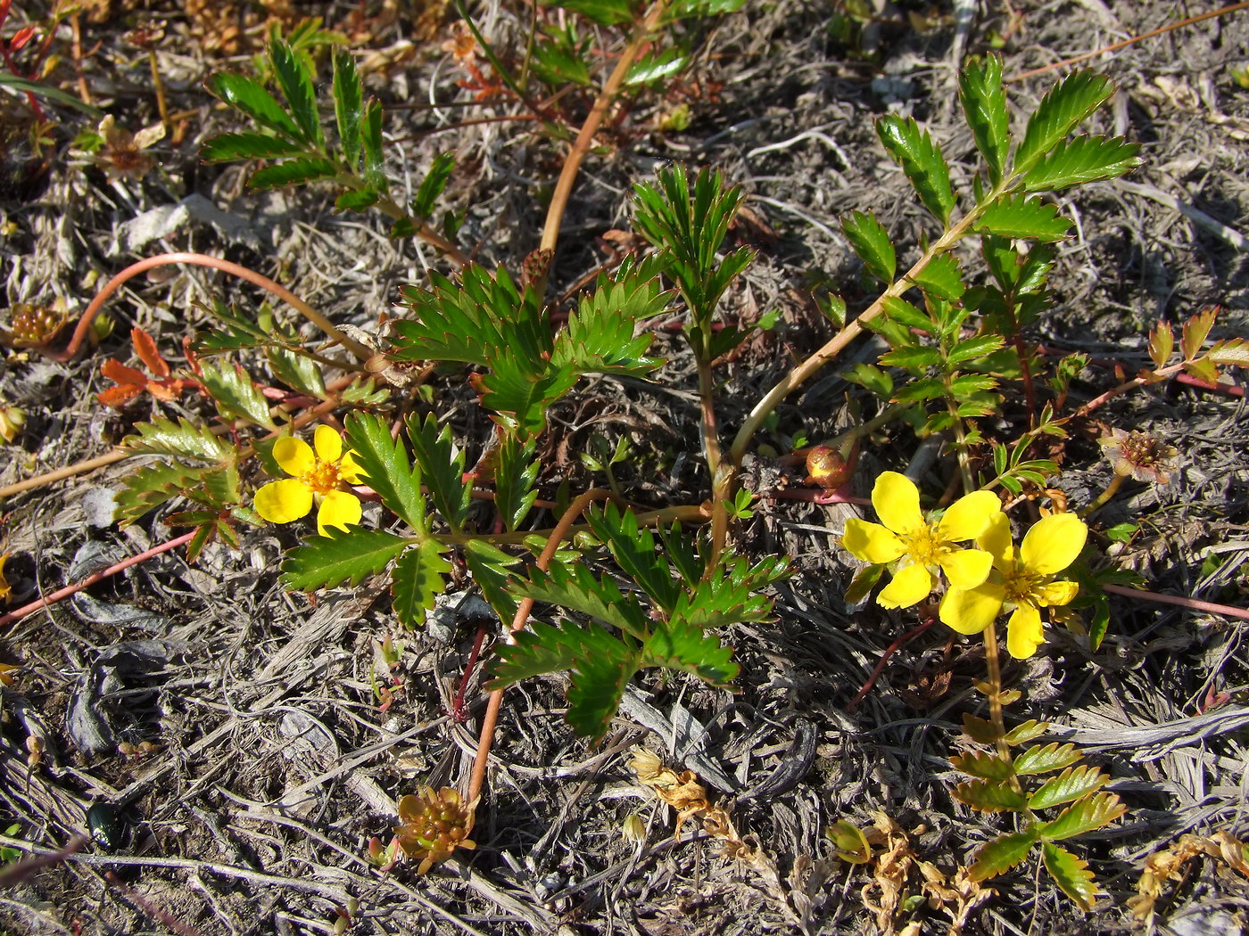 Image of Potentilla anserina ssp. groenlandica specimen.