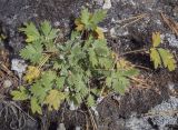 Potentilla kuznetzowii