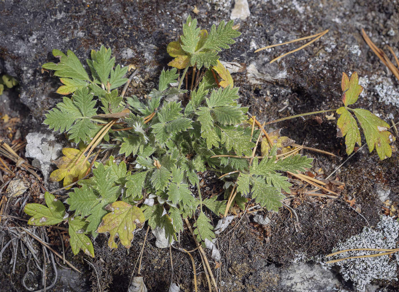 Image of Potentilla kuznetzowii specimen.