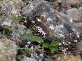 Gypsophila pacifica. Часть соцветия. Приморский край, Лазовский р-н, Лазовский заповедник, окр. кордона Карпадь, берег реки Прямушки. 19.08.2009.