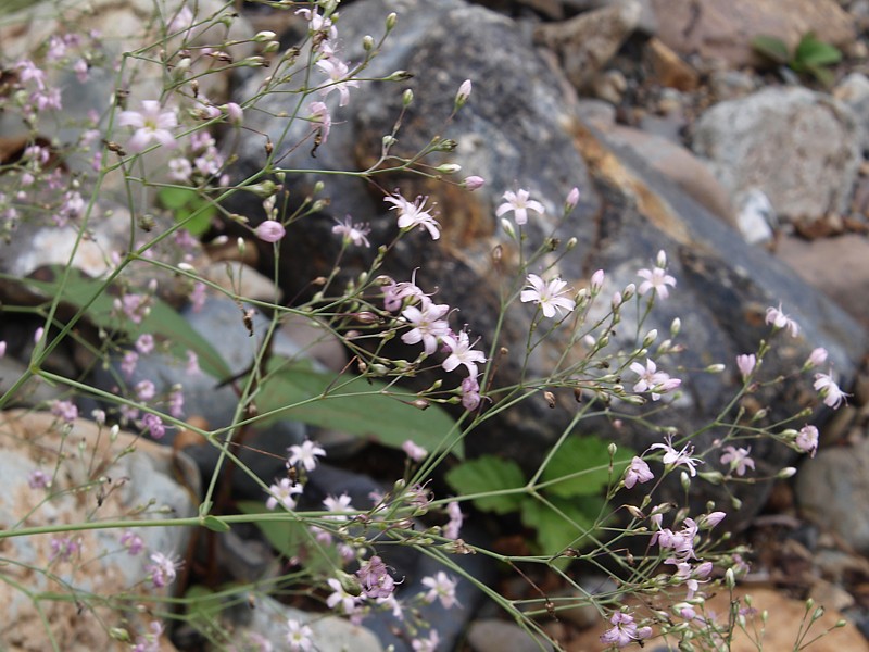 Image of Gypsophila pacifica specimen.