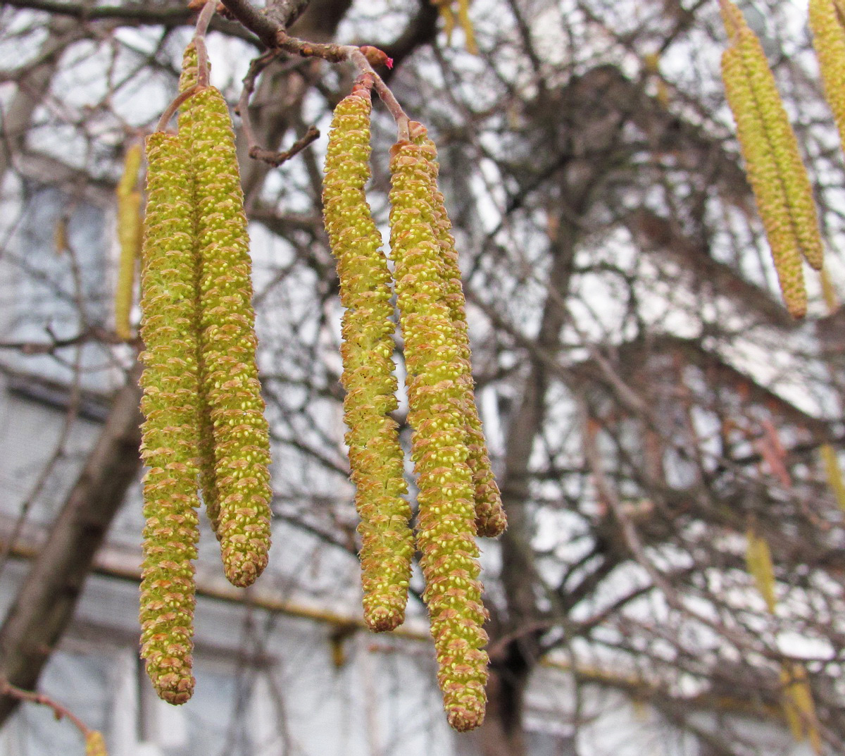 Image of Corylus avellana specimen.