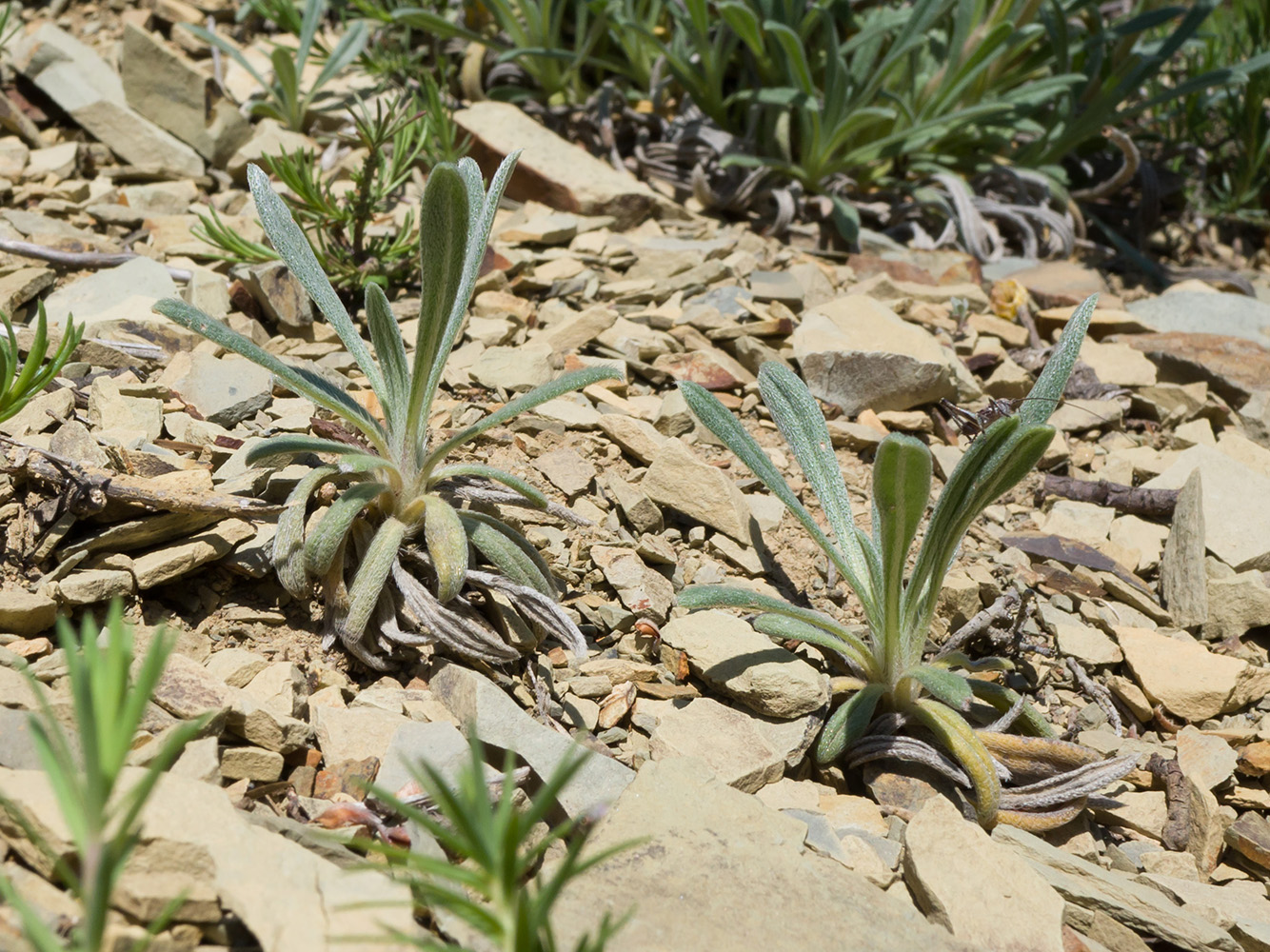 Image of Onosma taurica specimen.