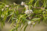 Salix acutifolia. Части ветвей с соплодиями. Ростовская обл., Каменский р-н, окр. станицы Калитвенская, песчаная степь. 01.05.2022.