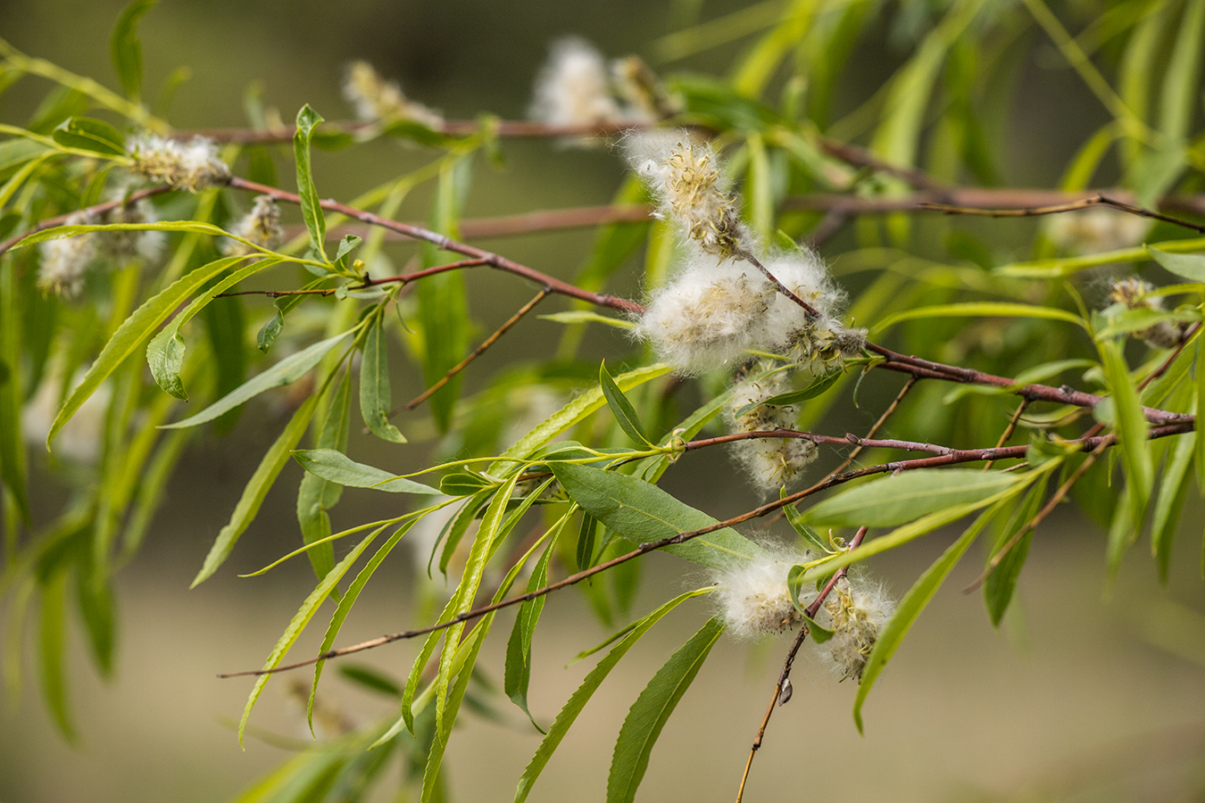 Image of Salix acutifolia specimen.