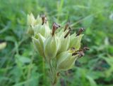 Primula veris