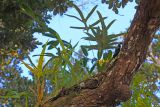 familia Polypodiaceae. Спороносящие растения на стволе дерева. Мадагаскар, провинция Туамасина, регион Ацинанана, заповедник \"Пальмариум\". 13.10.2016.