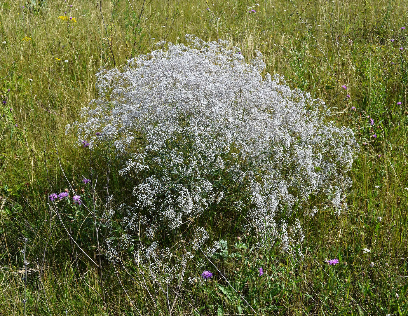 Изображение особи Gypsophila paniculata.