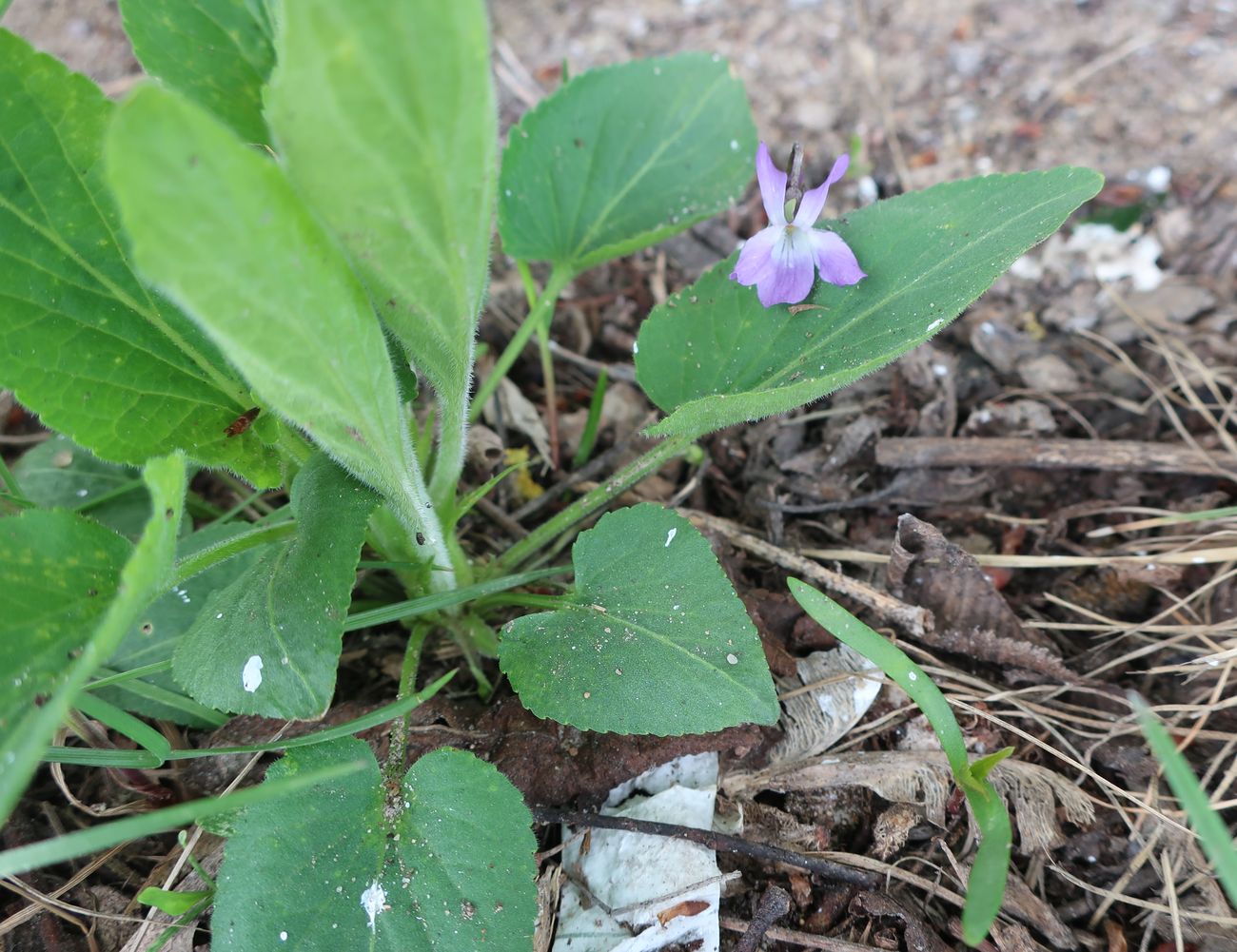 Image of Viola hirta specimen.