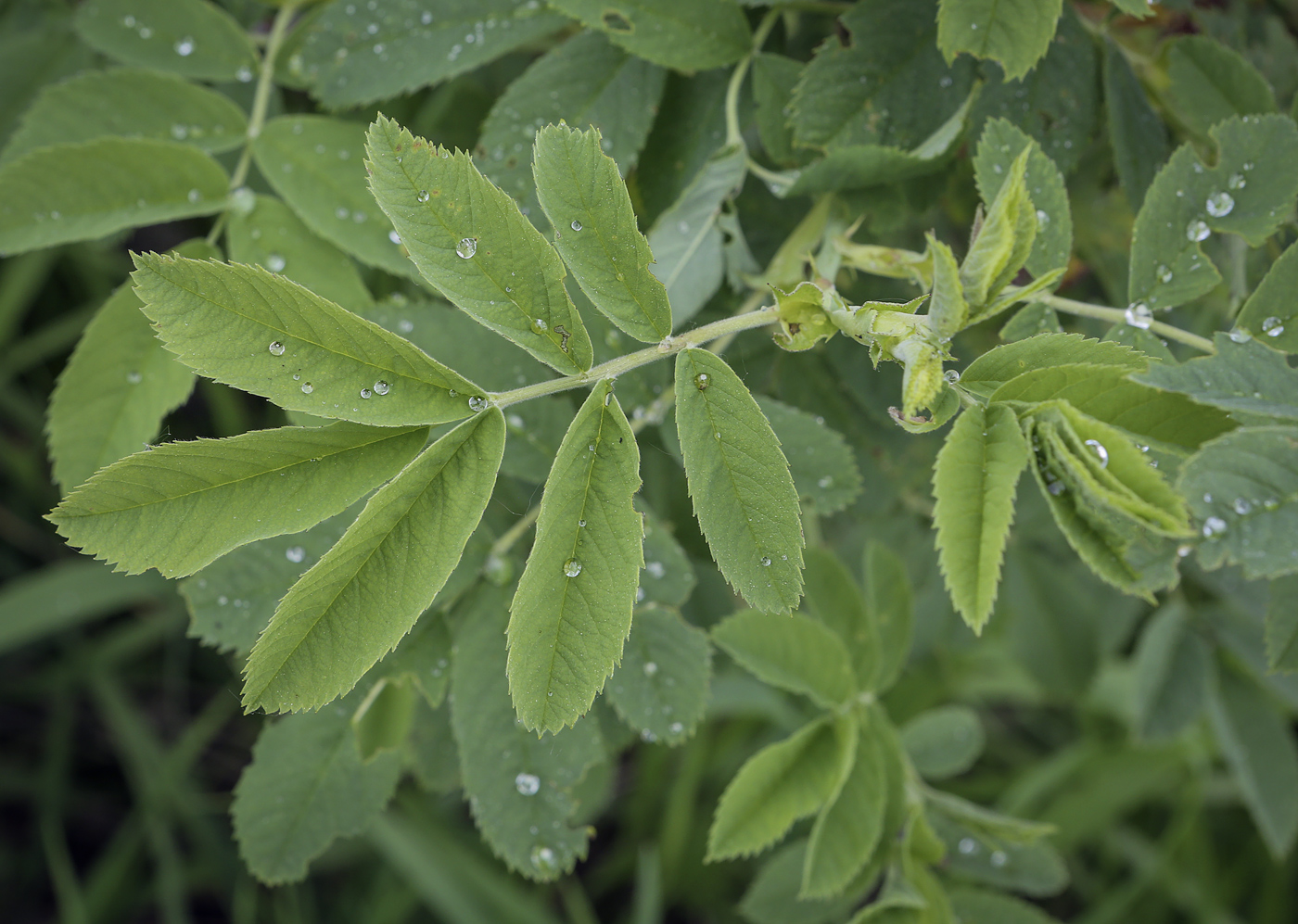 Image of genus Rosa specimen.