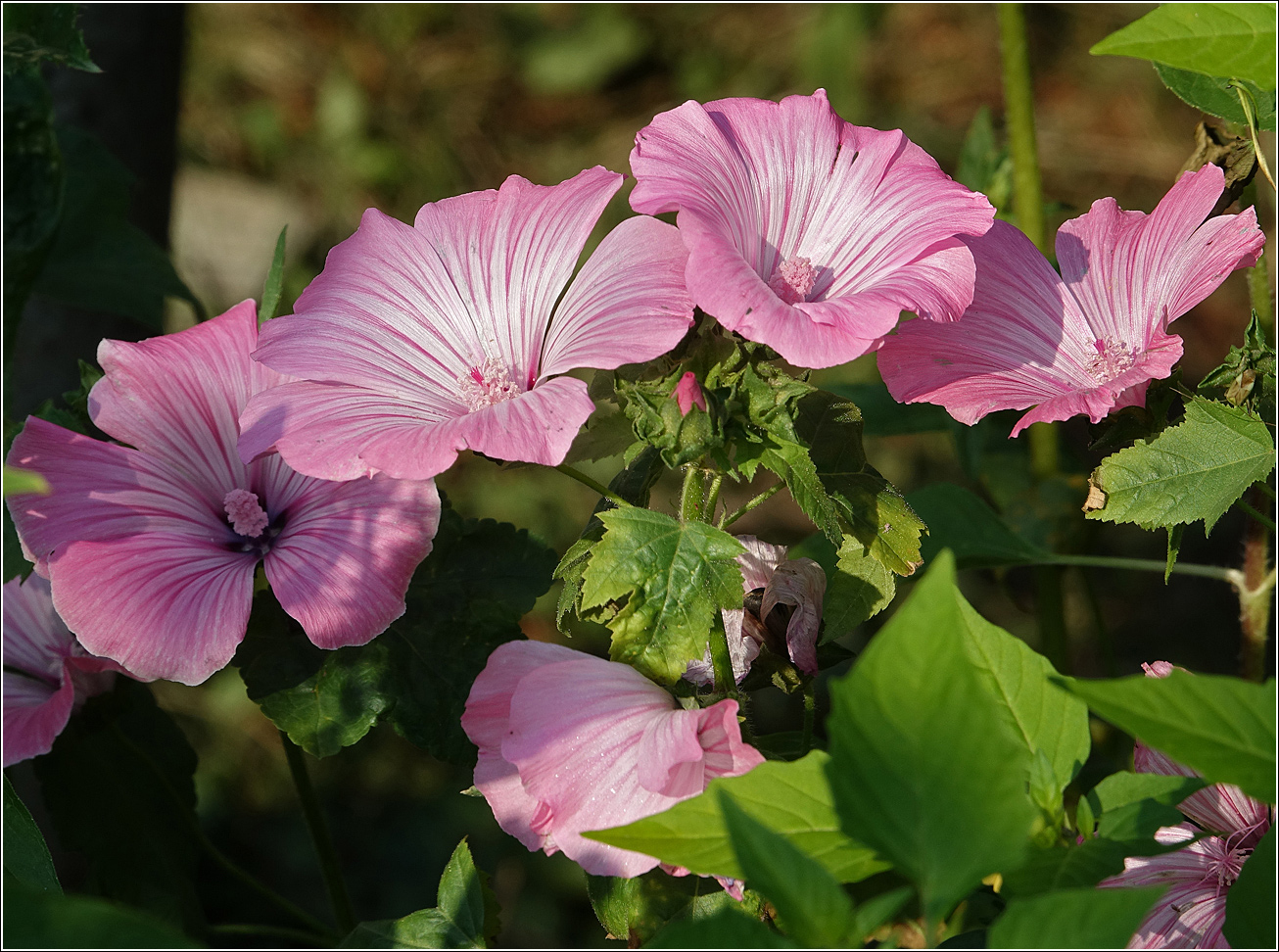 Изображение особи Malva trimestris.