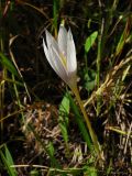 Crocus vallicola