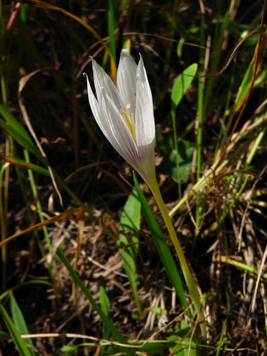 Image of Crocus vallicola specimen.