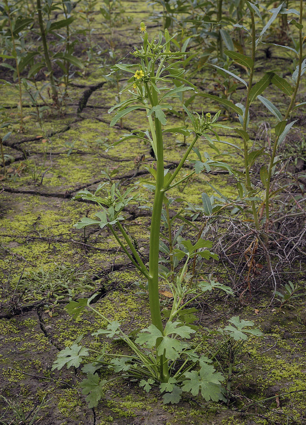 Изображение особи Ranunculus sceleratus.