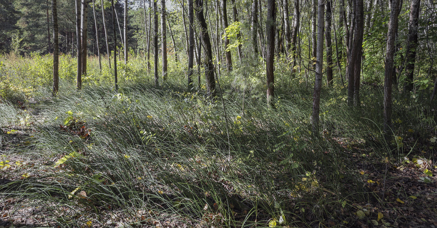 Image of Equisetum &times; moorei specimen.