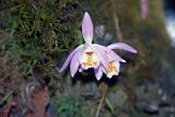 Pleione hookeriana. Цветущее растение. Непал, провинция номер один, р-н Расува, национальный парк \"Langtang\". 07.05.2002.