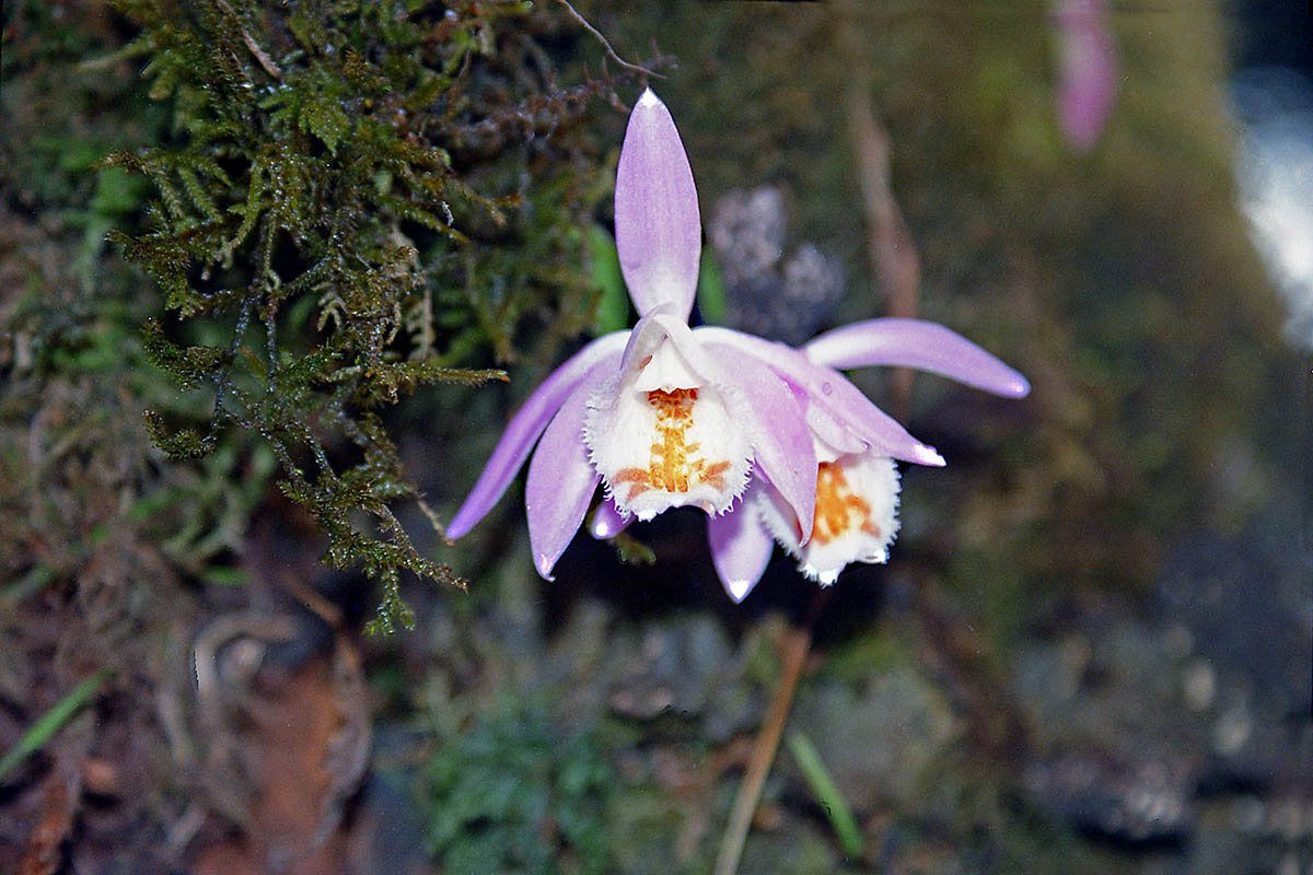 Изображение особи Pleione hookeriana.