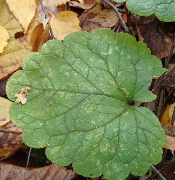 Изображение особи Glechoma hederacea.