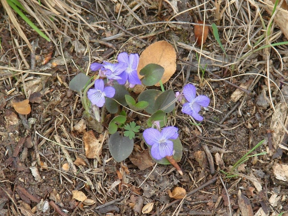 Image of Viola rupestris specimen.