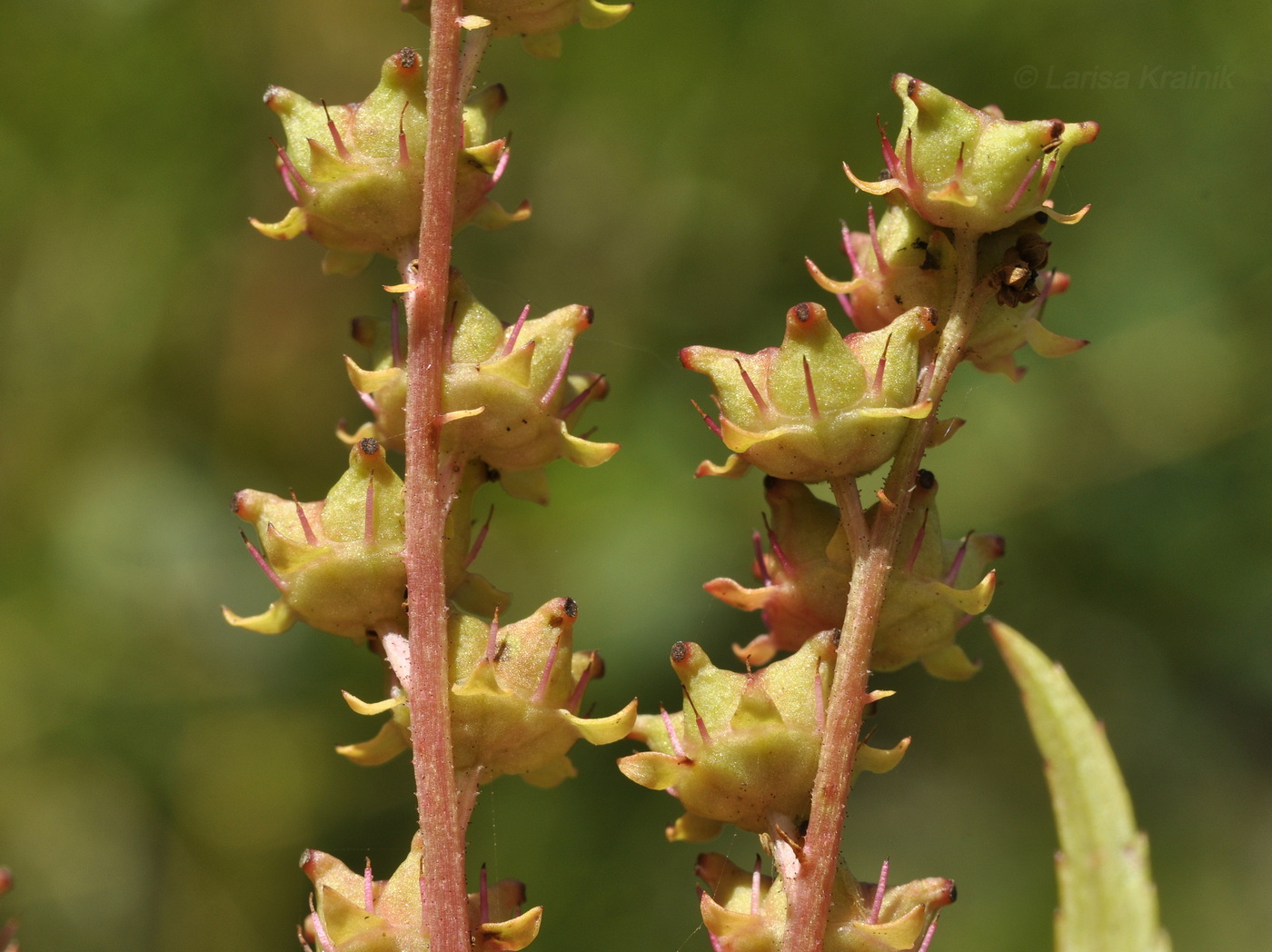 Image of Penthorum chinense specimen.