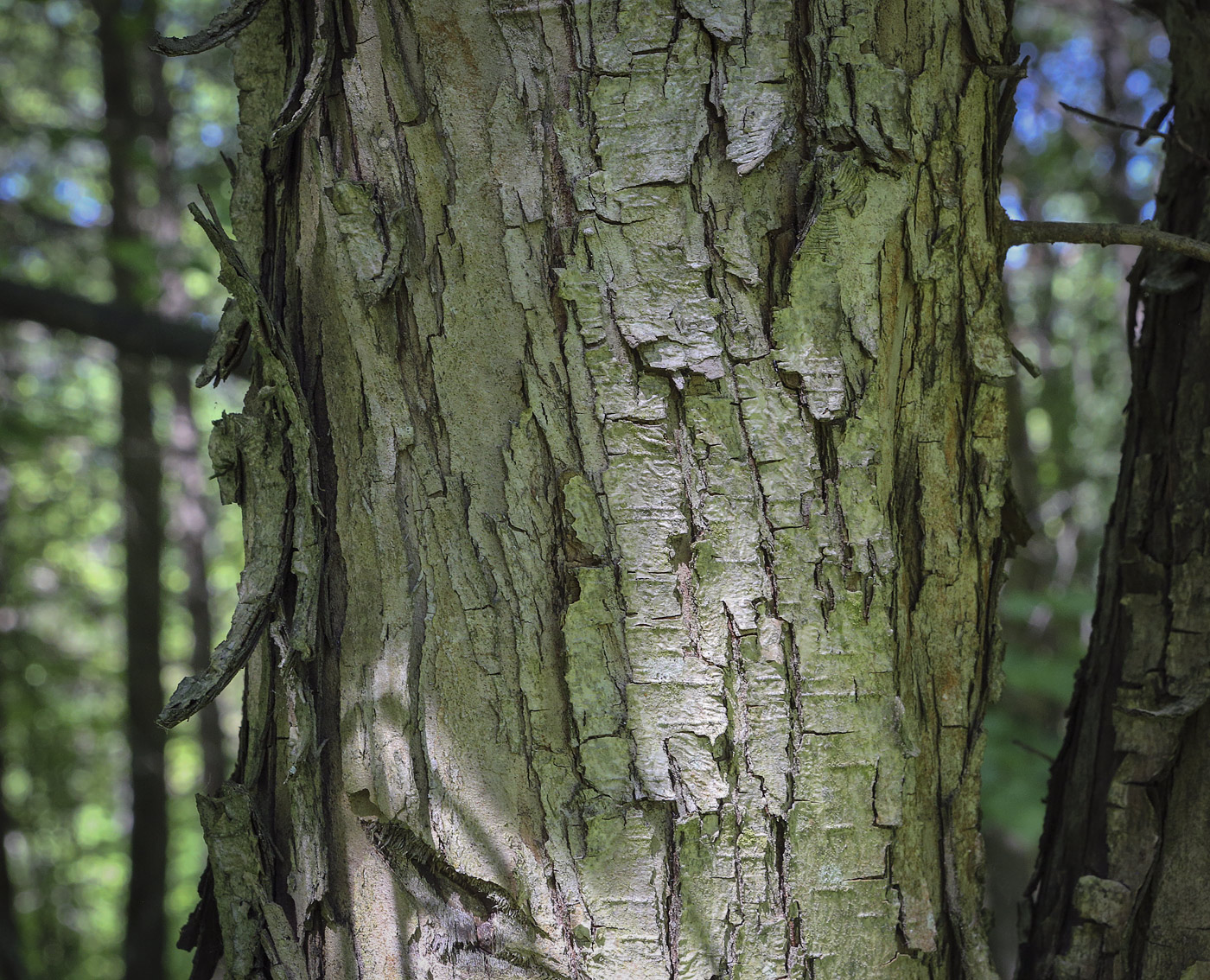 Image of Crataegus chlorosarca specimen.