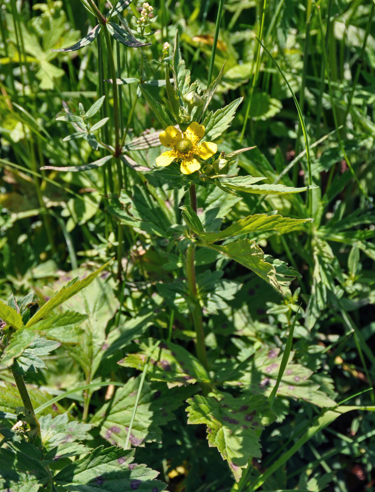 Image of Geum aleppicum specimen.