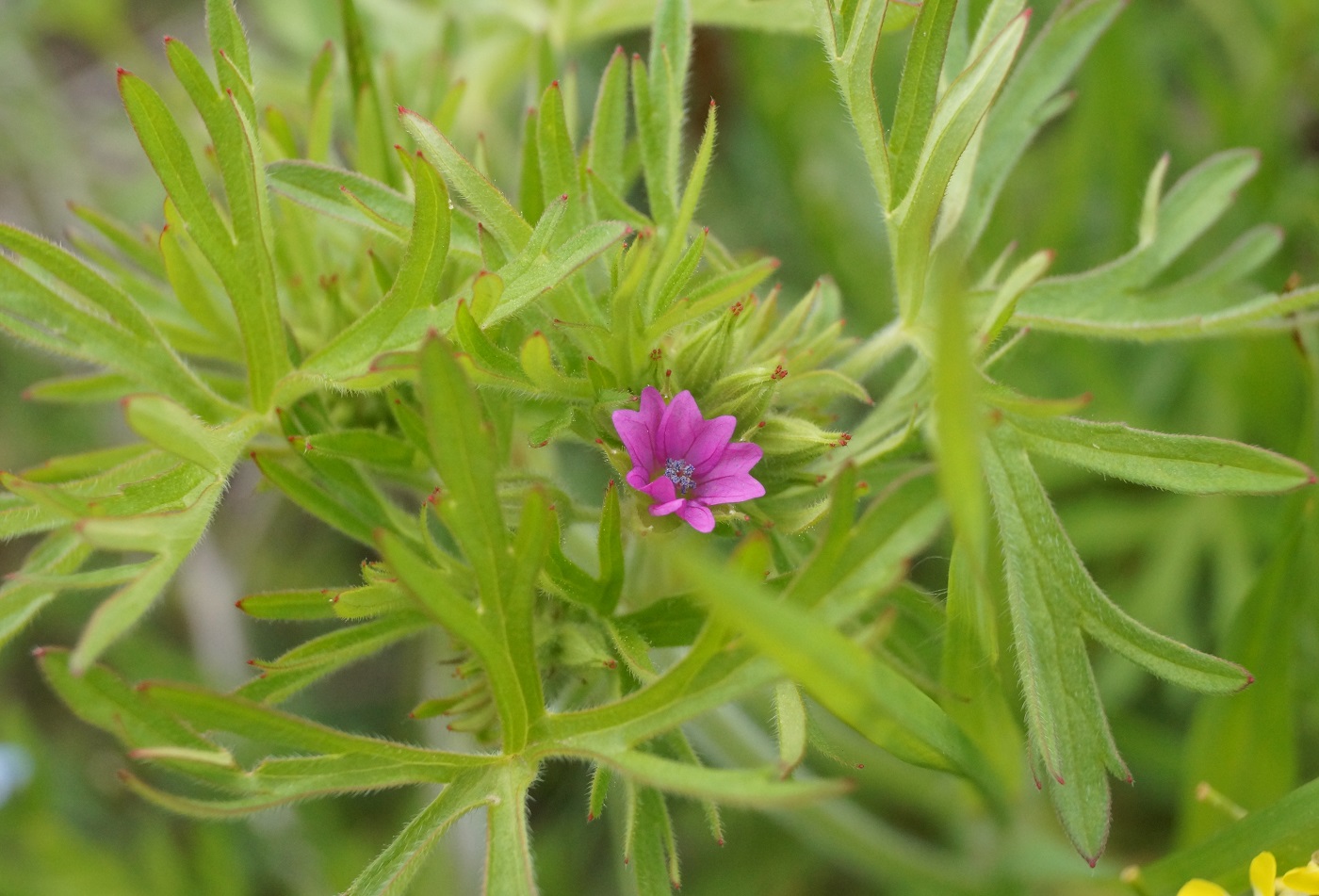 Изображение особи Geranium dissectum.