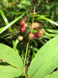 Smilacina dahurica