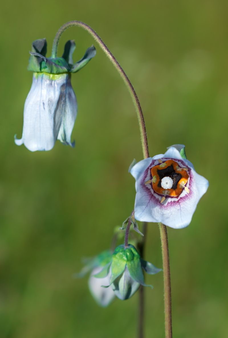 Изображение особи Codonopsis clematidea.