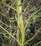 Pedicularis palustris