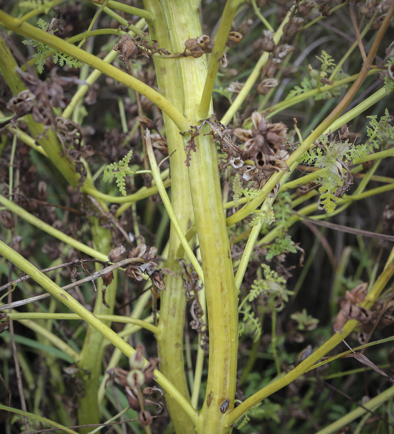 Image of Pedicularis palustris specimen.