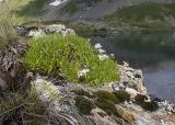 Gypsophila tenuifolia. Цветущее растение. Карачаево-Черкесия, Урупский р-н, Кавказский биосферный заповедник, Имеретинские озёра, дол. оз. Тихое, 2622 м н.у.м., на скале. 29.07.2022.